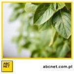 zioła przeciwzapalne