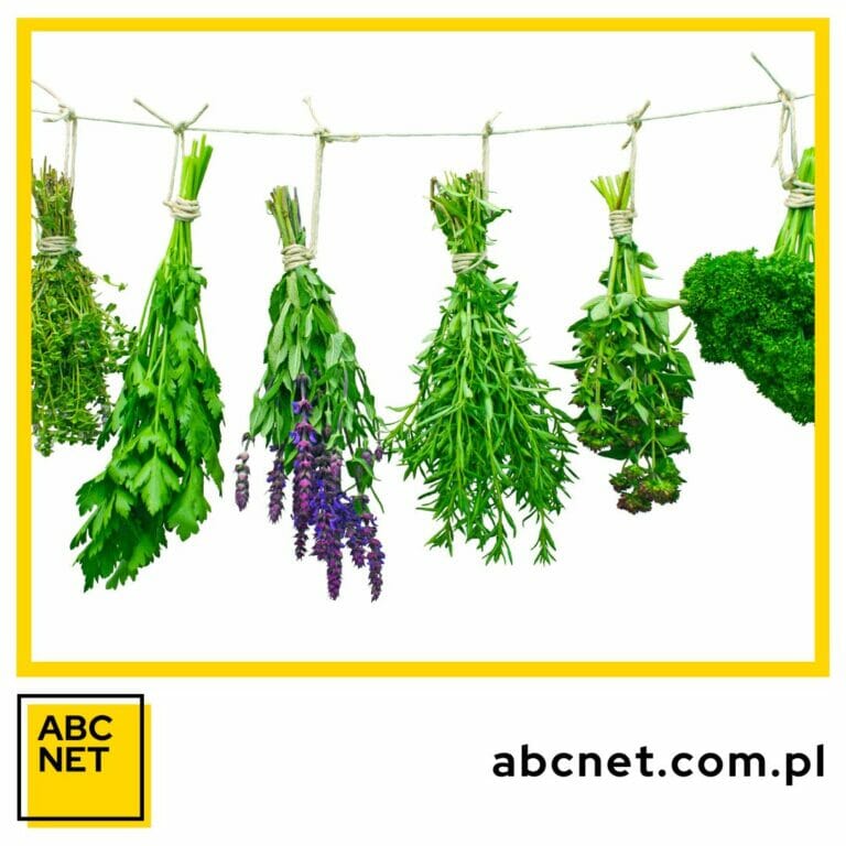 zioła przeciwzapalne przeciwbakteryjne