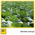 kapusta głowiasta. siew, sadzenie i uprawa.