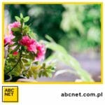 kwiaty na balkon. jakie kwiaty sprawdzą się najlepiej na balkonie