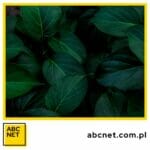 jaki kolor pasuje do ciemnozielonego