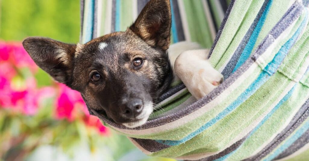 poduszki diy hamak dla psa