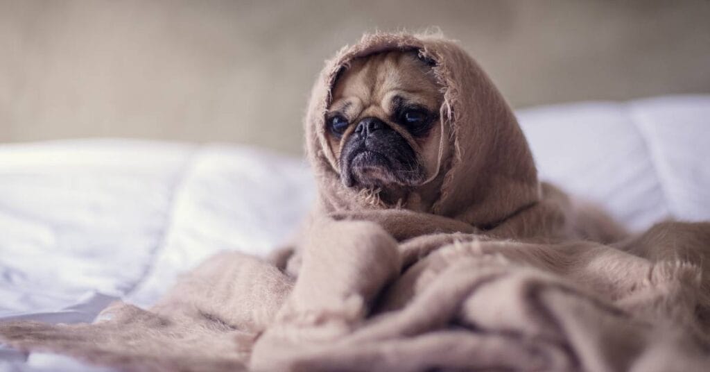 poduszki diy poslanie dla psa 1