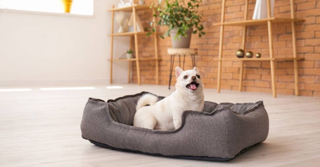 poduszki diy poslanie dla psa 2