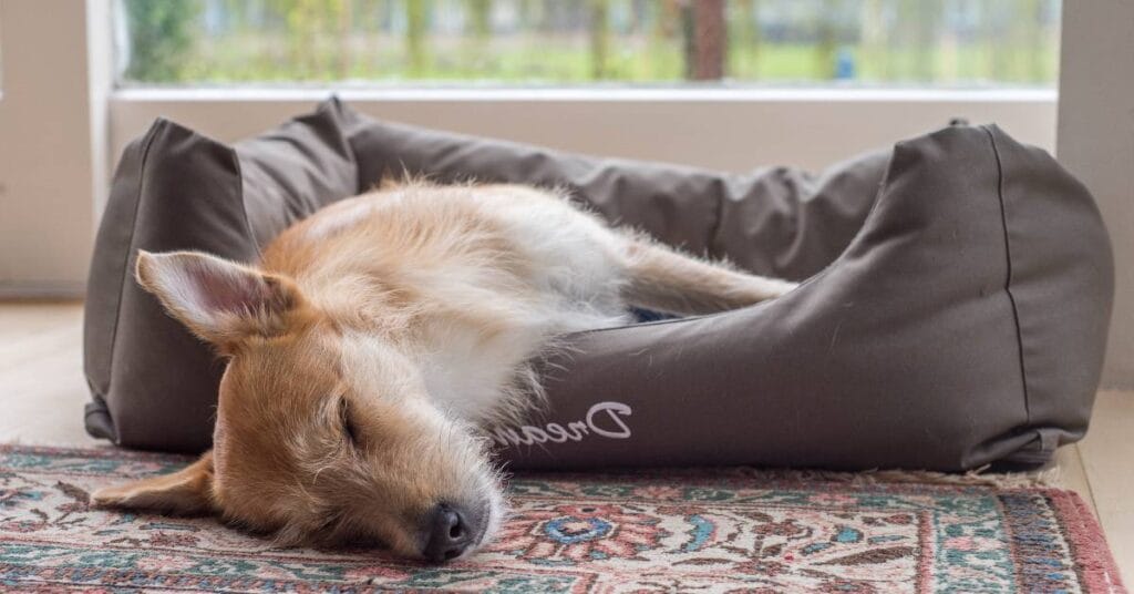 poduszki diy poslanie dla psa 3