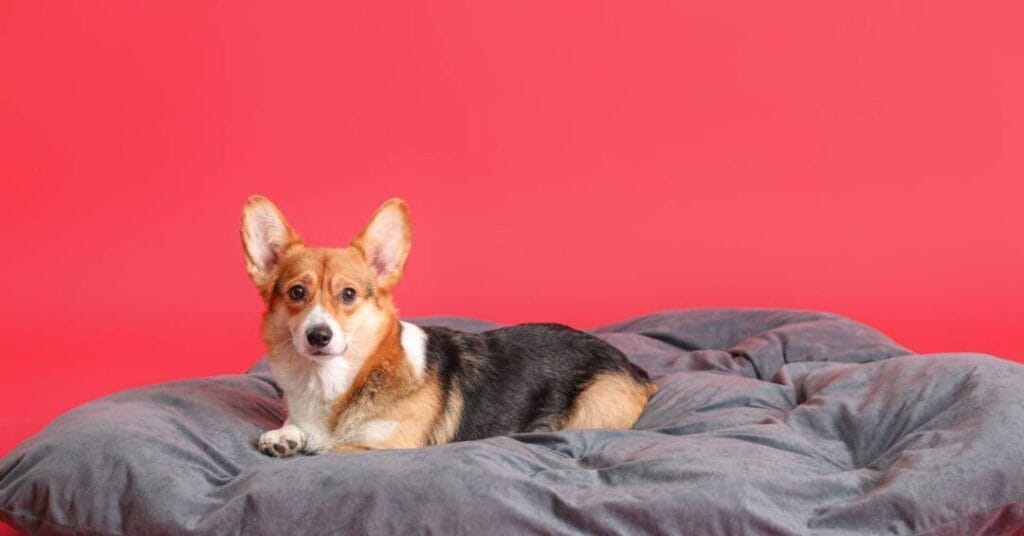 poduszki diy poslanie dla psa 4