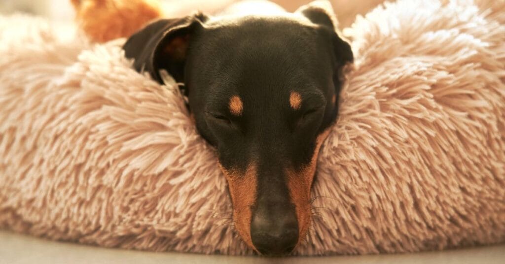 poduszki diy poslanie dla psa 6