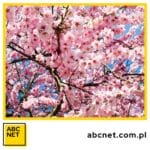 rola kwiatu wiśni (sakury) w kulturze i sztuce japońskiej