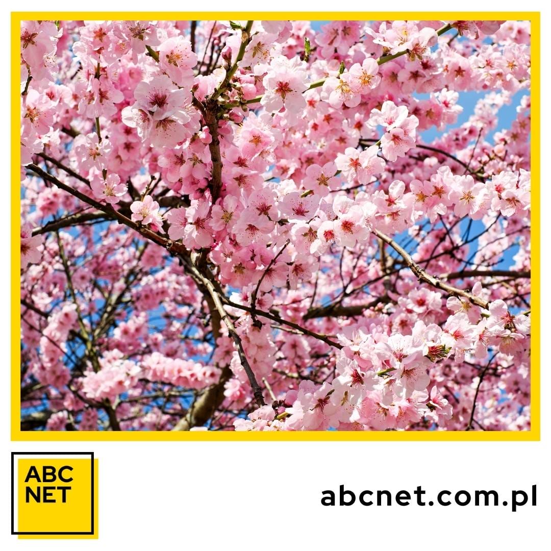 rola kwiatu wiśni (sakury) w kulturze i sztuce japońskiej