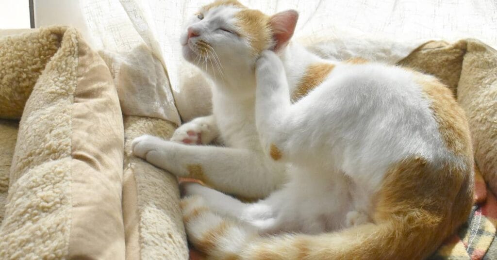 tkaniny dla zwierzat legowisko dla kota