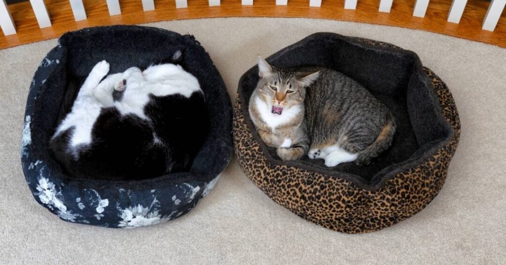 tkaniny dla zwierzat legowisko dla kota 2