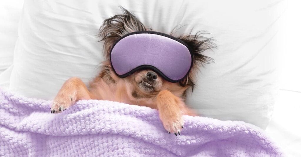 tkaniny dla zwierzat legowisko dla psa 2