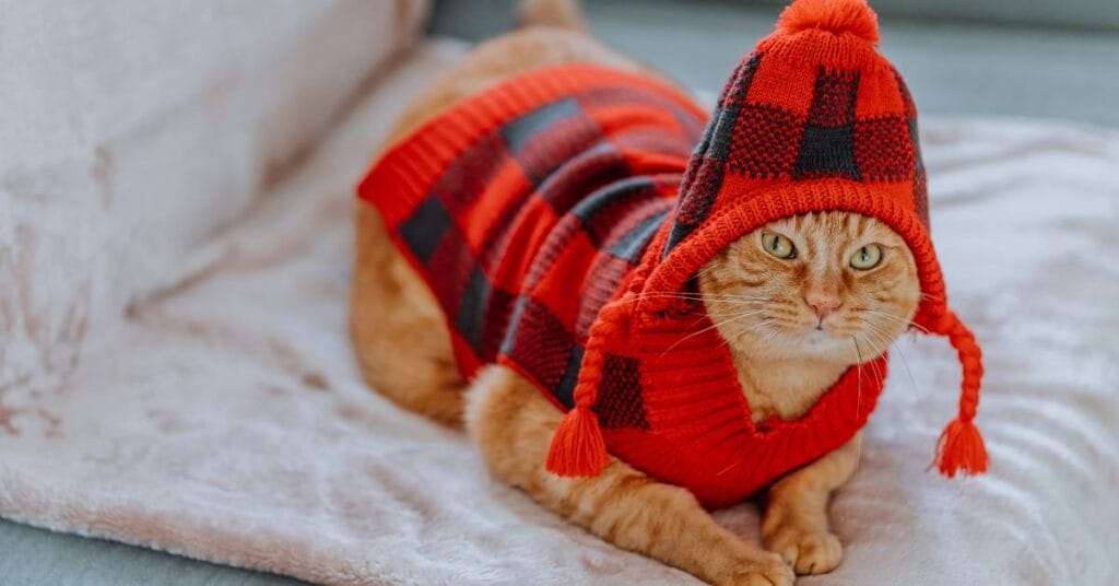 tkaniny dla zwierzat ubranie dla kota