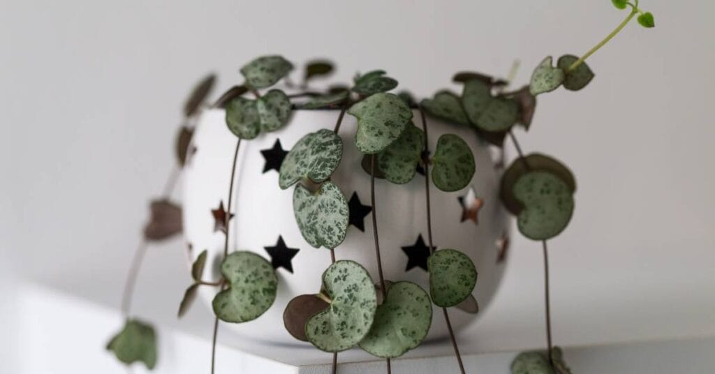 ceropegia opadająca w doniczce