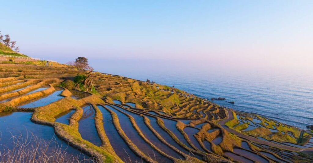 japonskie uprawy ryzu tarasy