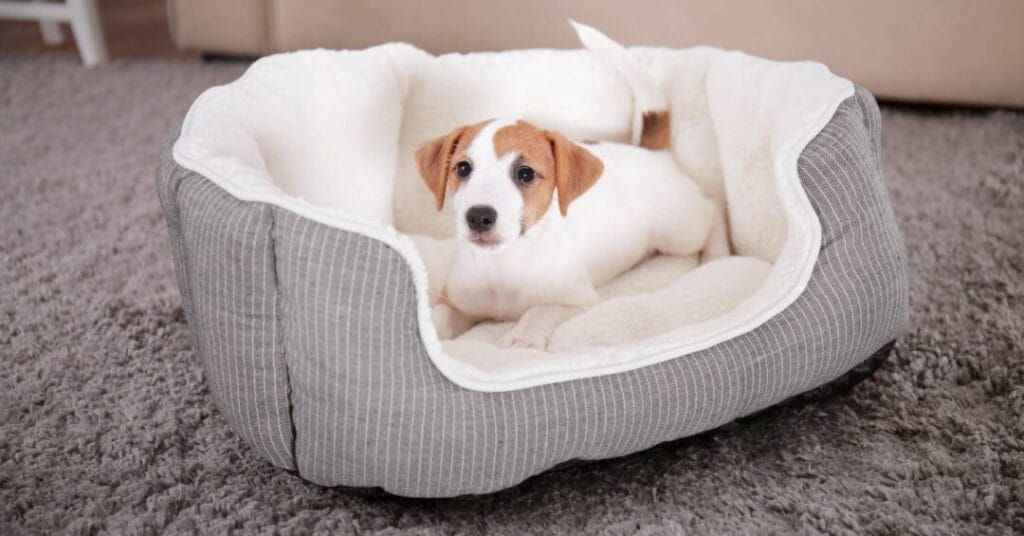 legowisko dla psa 2