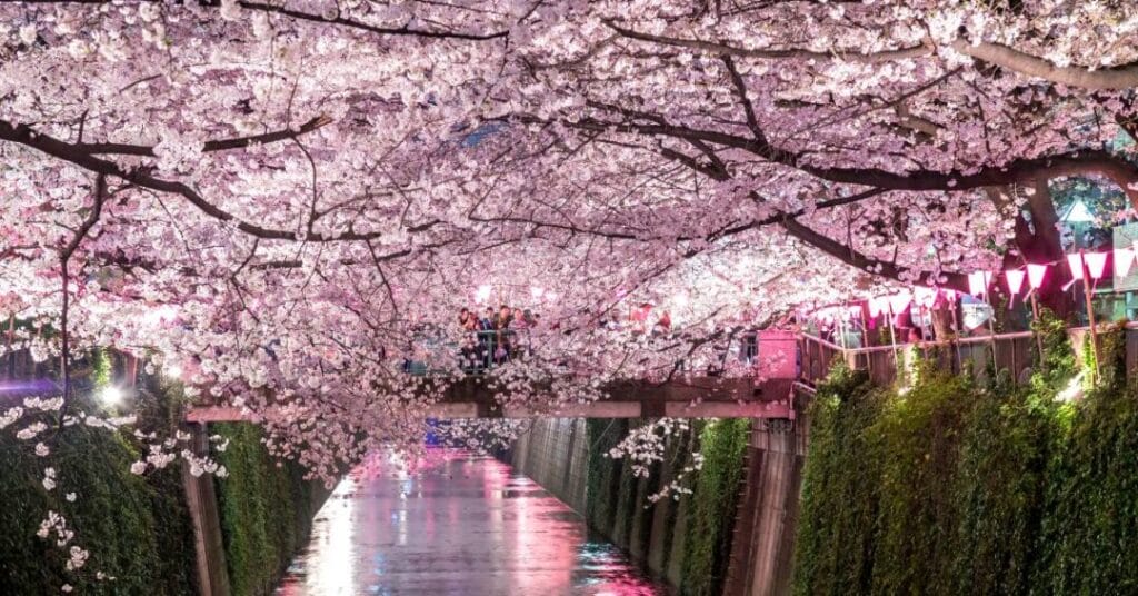 sakura nad kanalem wodnym