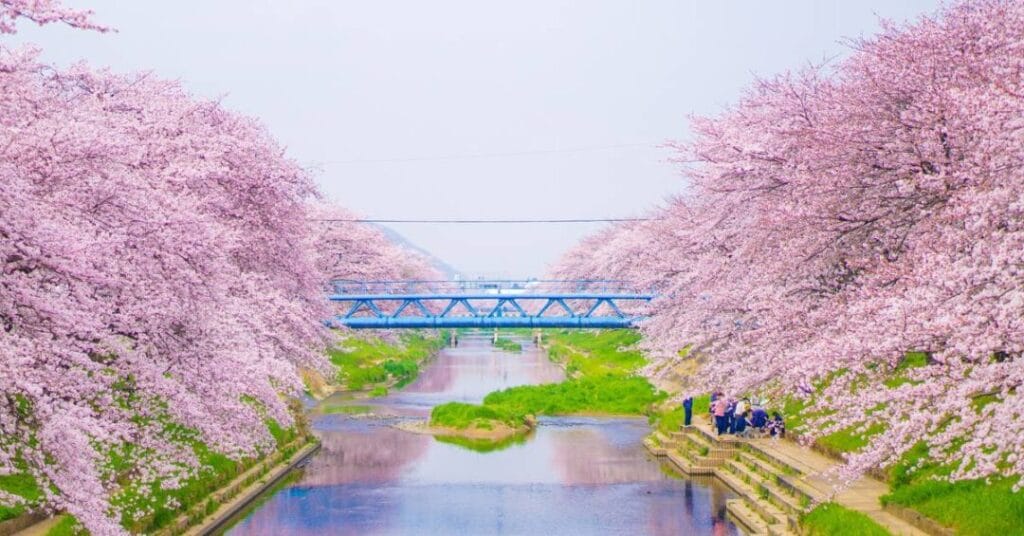 sakura spotkanie pod drzewami