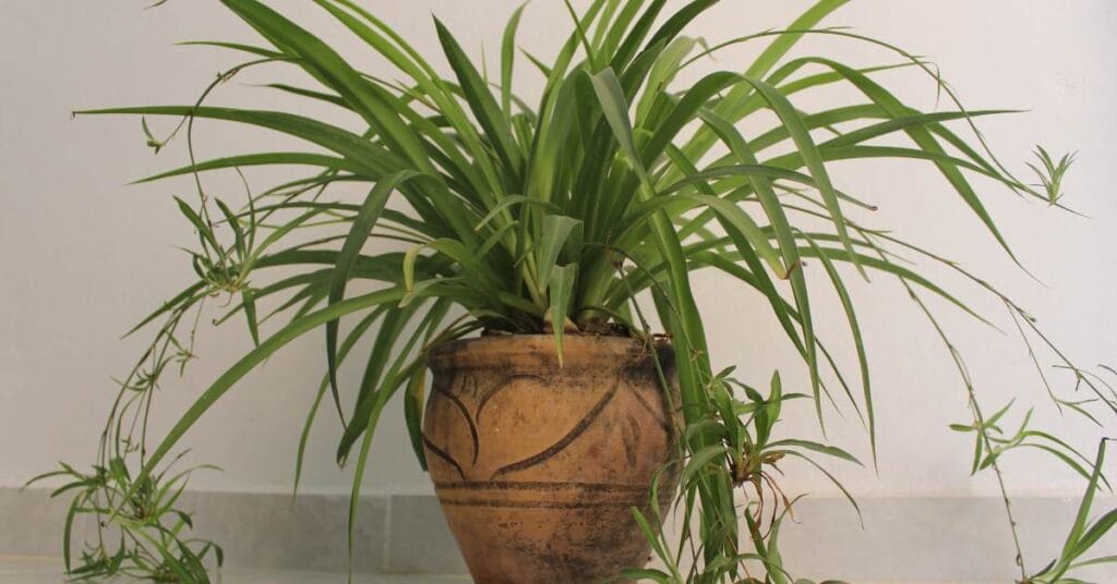 chlorophytum rozrosniete w glinianej doniczce