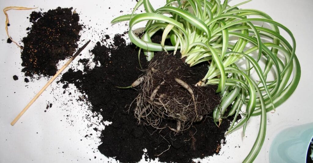 chlorophytum rozsadzanie