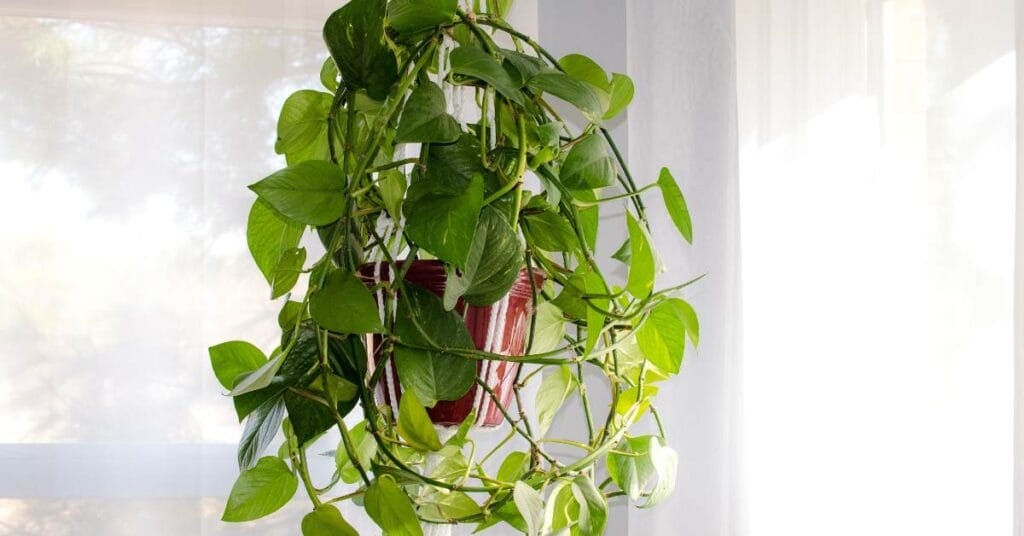 hedera bluszcz wiszacy