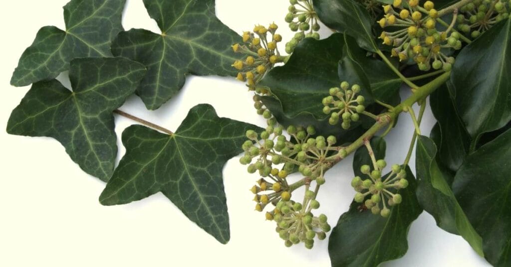 hedera bluszcz z owocami