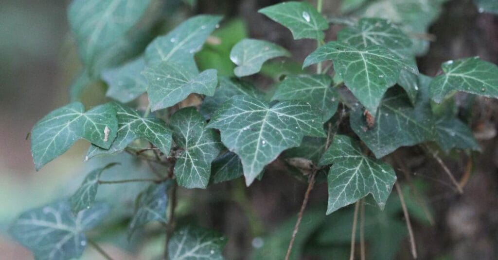 hedera canariensis