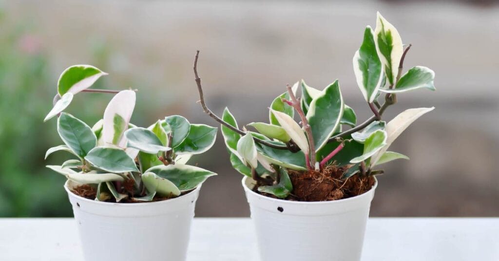 hoya dwie doniczki rozsadzanie