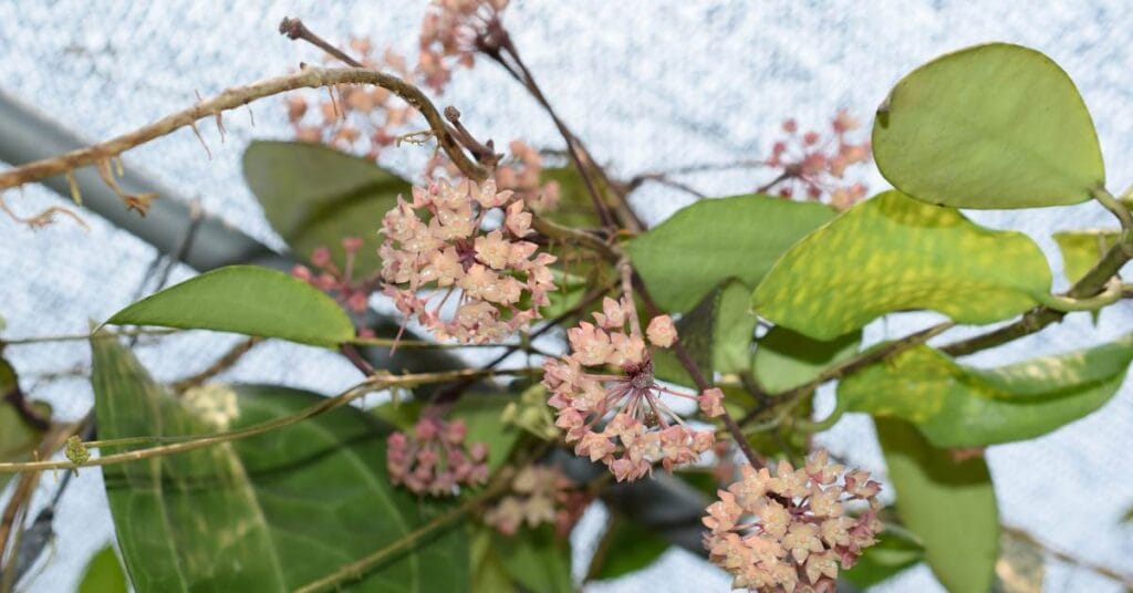 hoya lodyga z liscmi i kwiatami
