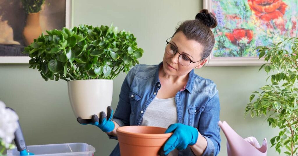 kalanchoe przesadzanie