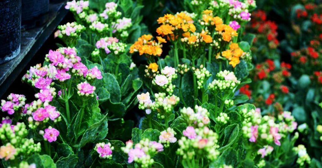 kalanchoe rozne odmiany