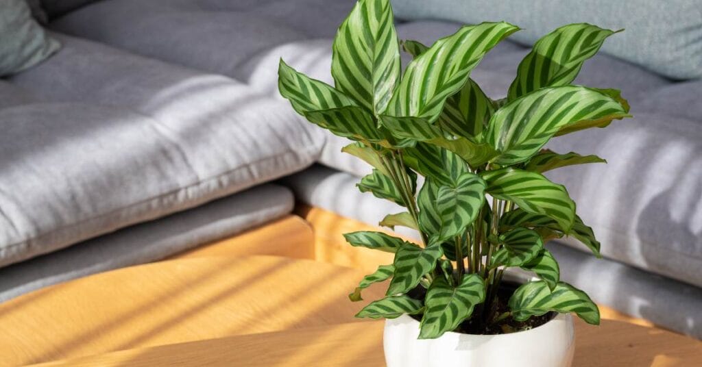 kalatea doniczka w salonie