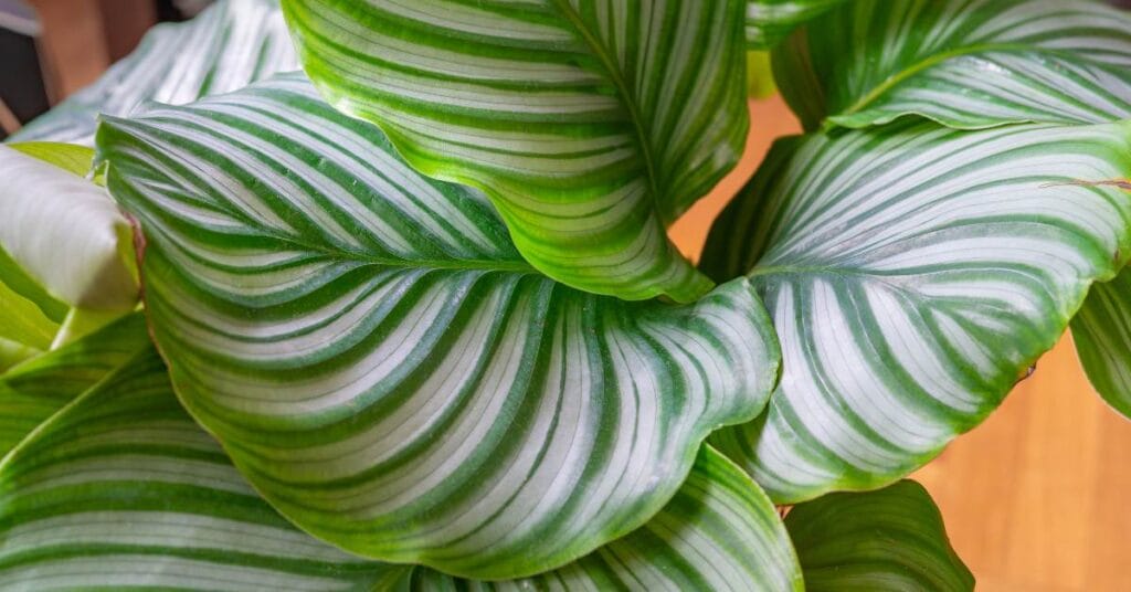 kalatea liscie z gory 2