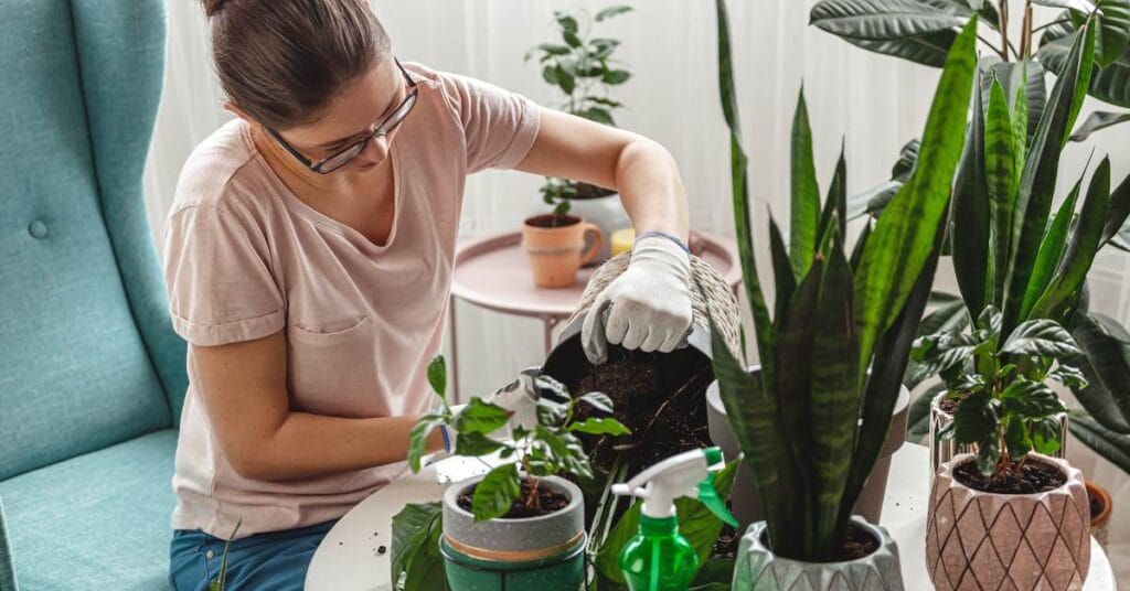 kalatea przesadzanie