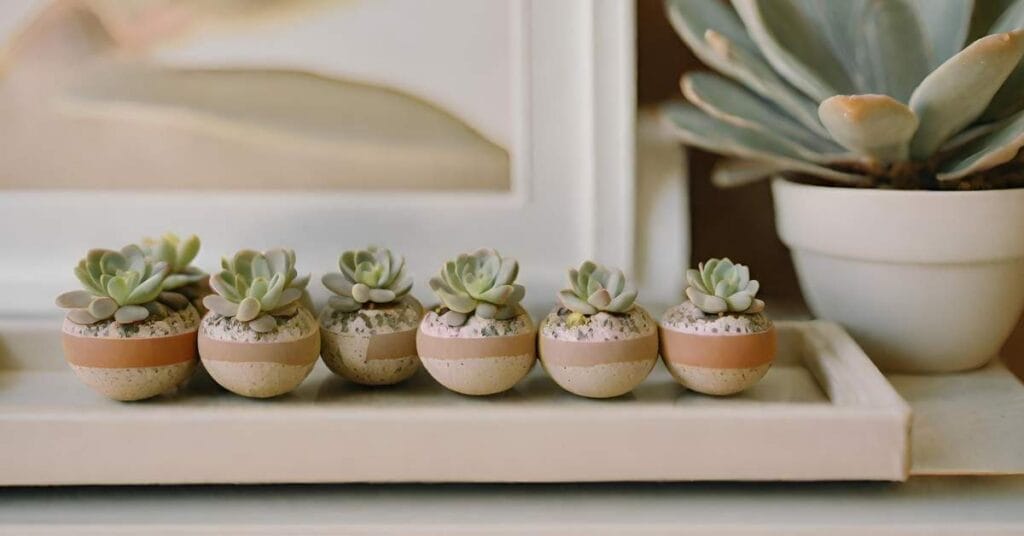 lithops zywe kamienie w salonie