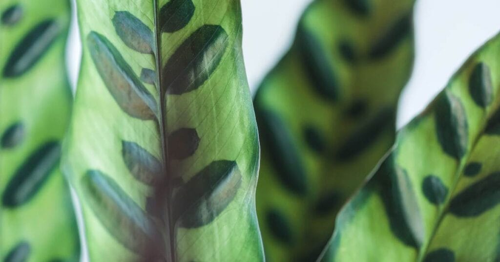 marantowate w domu calathea lancifolia