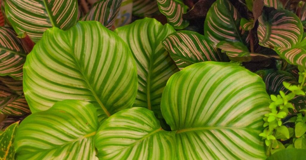 marantowate w domu calathea orbifolia