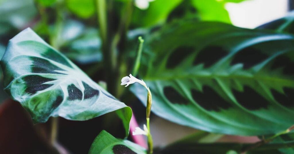 marantowate w domu doniczka z kwiatkiem