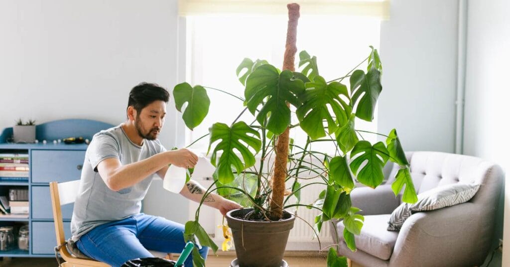 monstera w domu w doniczce pielegnacja