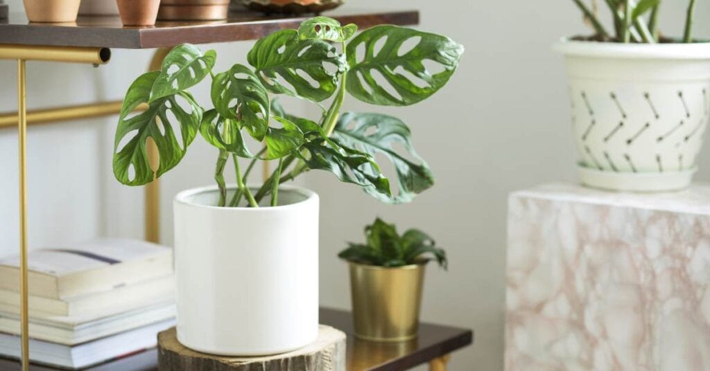 monstera w domu w doniczce przy biblioteczce