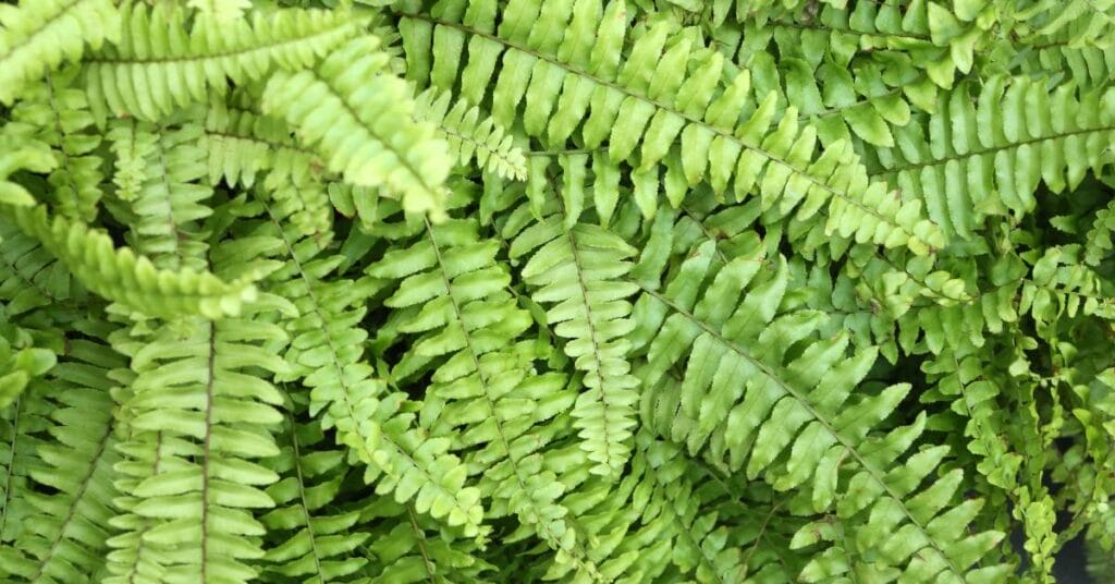 nephrolepis cordifolia paproc waskolistna