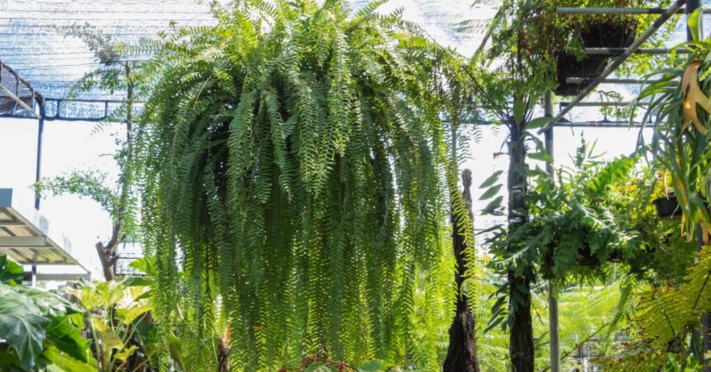 nephrolepis cordifolia paproc waskolistna 2