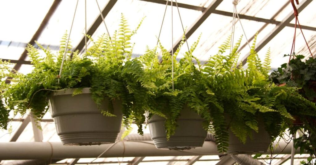 nephrolepis exaltata paproc zielona