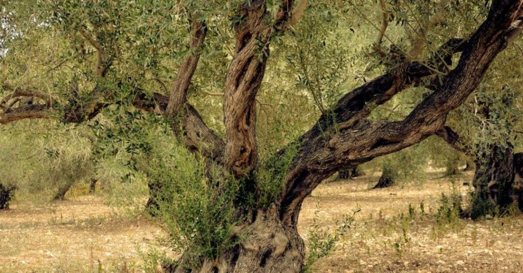 oliwka wielkie drzewo