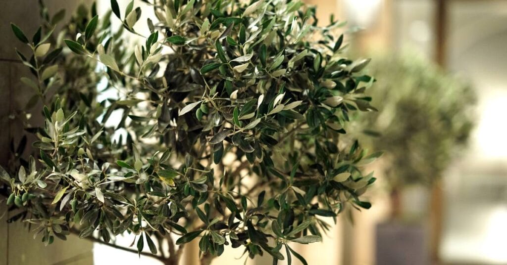oliwki w domu wystroj