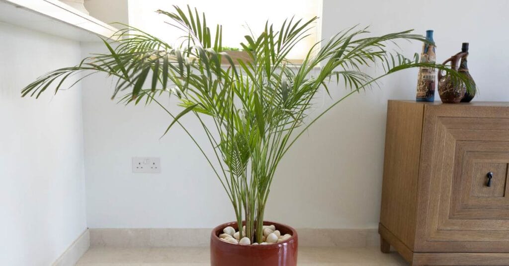 palma bambusowa 