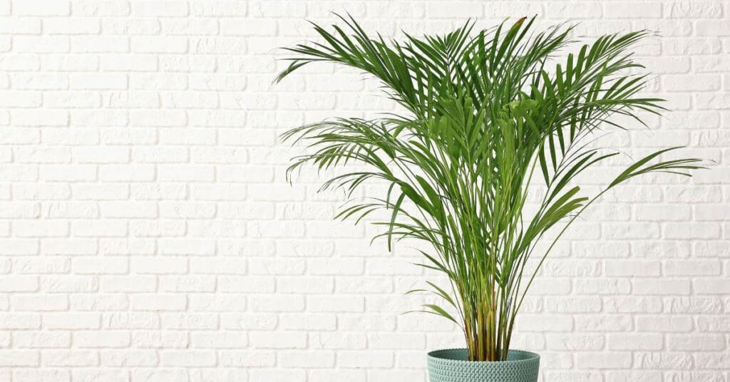 pamla areca w domu 1