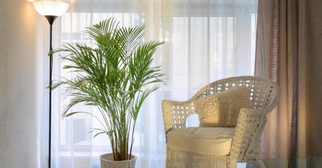 pamla areca w domu 2