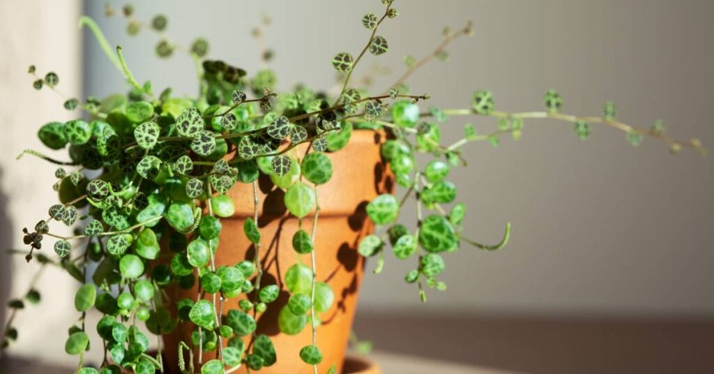 peperomia doniczce drobniutka