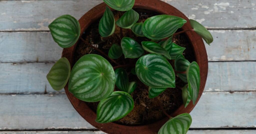 peperomia doniczce z gory